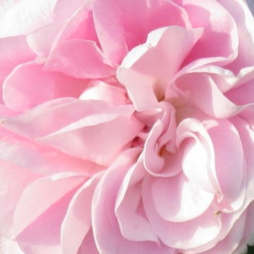 Rosa chiaro - rose muscose